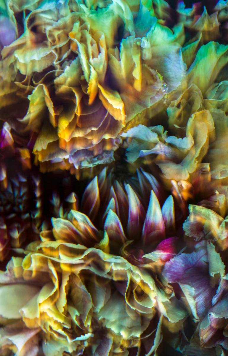 Original Abstract Floral Photography by Javiera Estrada
