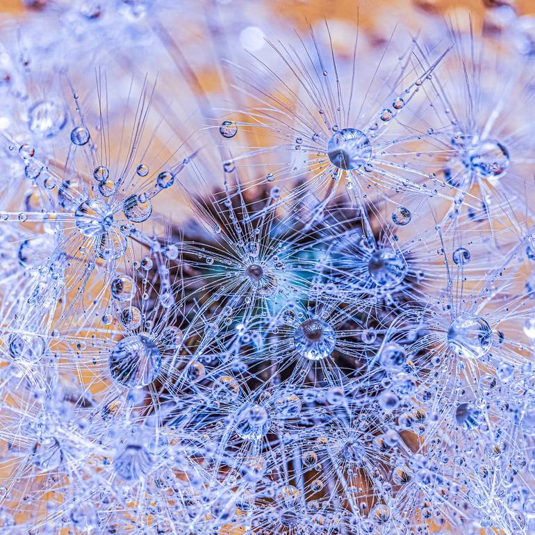 Print of Art Deco Floral Photography by Igor Vitomirov
